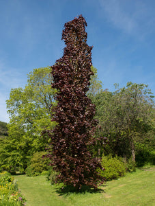 Fagus Sylvatica Dawycks Purple 'Purple Columnar Beech'  10-12cm Girth, Height 3.5-4m 45lt Pot