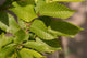 Carpinus Betulus (Hornbeam) [100-125cm]