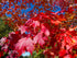 Acer Pacific Sunset  14-16cm Height 3.5 -4 metres Pot Grown 45 litre