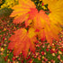 Acer Autumn Blaze 14-16cm Height 4-4.5 metres Pot Grown 45 litre