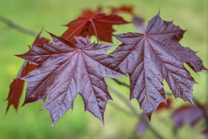 Acer Royal Red 8-10cm Girth  Height 3.5 - 4 metres Pot Grown 45 litre