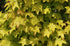 Acer Princeton Gold 10-12cm Girth  Height 3.5 - 4 metres Pot Grown 45 litre