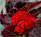 Double Begonia Red (11cm Pot)