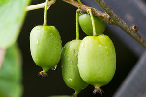 Actinidia Issai (Hardy Kiwi Berry) 1.5lt Height 40-60cm