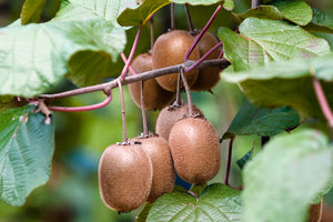 Actinidia Jenny (Hardy Kiwi Fruit) 1.5lt Height 40-60cm