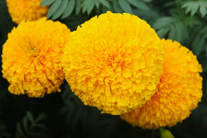 African Marigolds Yellow (6 pack tray)