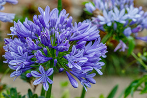 Agapanthus Dr Brouwer  'African Lily'  (5 Litre Pot)