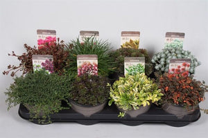Alpines Mixed Variety Pack ( 8 Plants ) 1 litre Pots