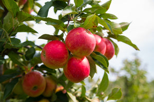 Malus Elstar (Eating Apple) 5 litre Dwarf Patio Fruit Tree
