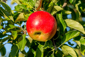 Malus Idared (Eating Apple) 2 Year Old Bush 4-5ft