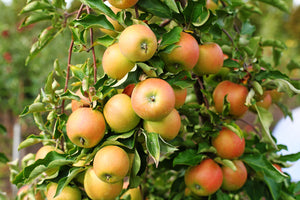 Malus Jonagold (Eating Apple) 2 Year Old Bush 5-6ft 12 litre Pot