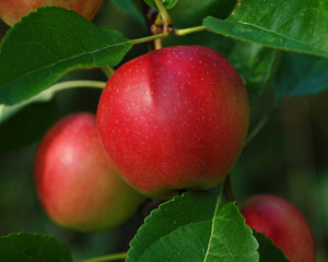 Malus Summerred (Eating Apple) 2 Year Old Bush 4-5ft