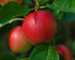 Malus Summerred (Eating Apple) 2 Year Old Bush 4-5ft