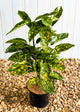 Aucuba Crotonifolia  ‘Japanese Spotted Laurel’ (3 Litre Pot)