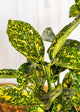Aucuba Crotonifolia  ‘Japanese Spotted Laurel’ (3 Litre Pot)