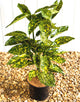 Aucuba Crotonifolia (Spotted Laurel) [3L] [40-50cm]