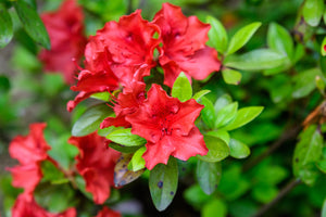 Azalea Johanna "Japanese Evergreen Azalea" (3 Litre Pot)