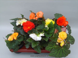 Double Begonia Mixed Colours (12cm Pot)
