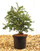 Berberis Darwinii [3L] [20-30cm]