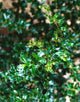 Berberis Darwinii [3L] [20-30cm]