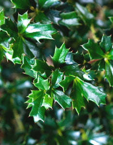 Berberis Darwinii [3L] [20-30cm]