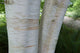 Betula utilis Jacquemontii 'Doorenbos' Tree 5 litre pot (150-175cm)