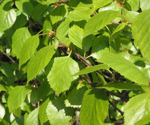 Betula Pubescens (Downy Birch) [60-90cm]
