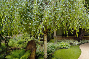 Betula Pendula Youngii - Clear Stem withTop Grafted Head 45 litre 10-12cm
