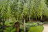 Betula Pendula Youngii - Clear Stem withTop Grafted Head 45 litre 10-12cm