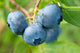 Blueberry Bluecrop (2 Litre Pot)