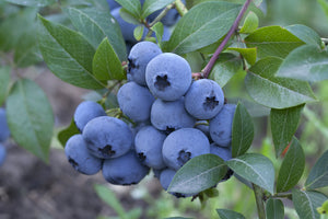 Blueberry Patriot    (2 litre Pot)