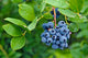 Blueberry Bluecrop (4 Litre Pot)