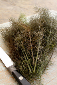 Foeniculum vulgare 'Giant Bronze' - Herb bronze fennel (10cm Pot)