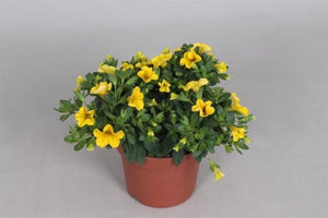 Calibrachoa Yellow - Million Bells Yellow (10.5cm pot)