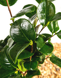 Camellia Nuccios Gem [3L] [40-60cm]