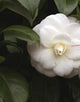 Camellia Japonica Nobillissima [3L] [40-60cm]