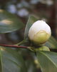 Camellia Japonica Nobillissima [3L] [40-60cm]