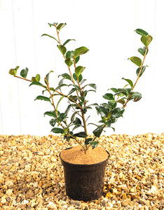 Camellia x Williamsii Freedom Bell [3L] [30-40cm]