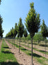 Carpinus Betulus Lucas 'Upright Columnar Hornbeam' 12-14cm Girth (Approx. 3.5-4 metres high)45 litre Pot Grown