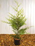 Chamaecyparis Excalibur Gold [3L] [70-80cm]