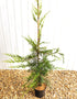 Chamaecyparis Leylandii [3L] [60-80cm]