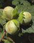 Corylus Avellana (Hazel) [40-60cm]