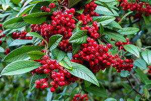 Cotoneaster Hybridius Pendulus 12 litre pot (150-175cm)