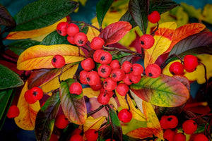 Crataegus Perimilis Splendens - 12 litre Pot (5-6 ft)