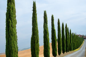 Cupressus Sempervirens Totem - Italian Cypress 3 litre Height 50-60cm