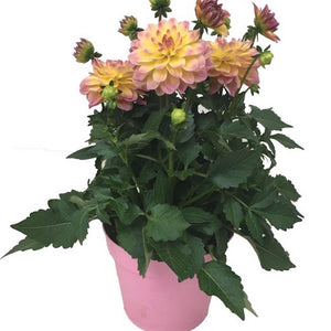 Dahlia Rose Bicolor (3 Litre Pot)