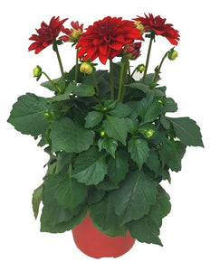 Dahlia Hypnotic Red (3 Litre Pot)