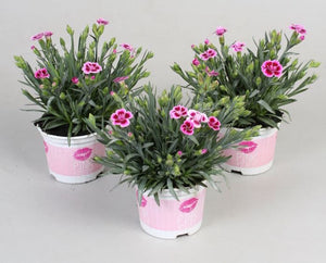 Dianthus Pink Kisses - Garden Pink (14cm Pot)