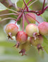 Malus Sylvestris (Crab Apple) [60-90cm]