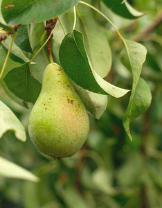 Pyrus Communis (Wild Pear) [40-60cm]